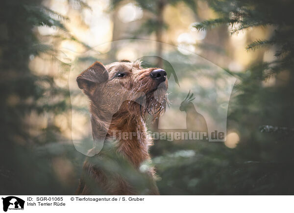 Irish Terrier Rde / SGR-01065