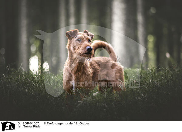 Irish Terrier Rde / SGR-01067