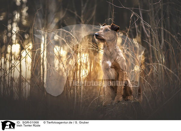 Irish Terrier Rde / SGR-01068