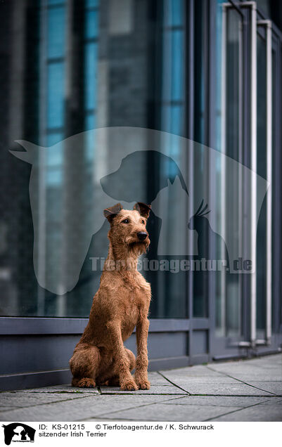 sitzender Irish Terrier / KS-01215