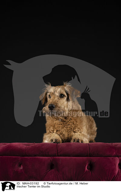 Irischer Terrier im Studio / Irish Terrier in studio / MAH-03192