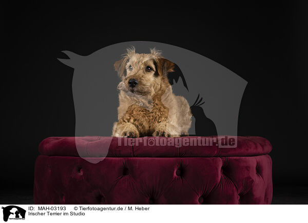 Irischer Terrier im Studio / MAH-03193