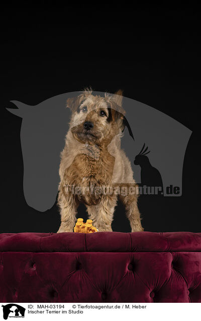 Irischer Terrier im Studio / MAH-03194