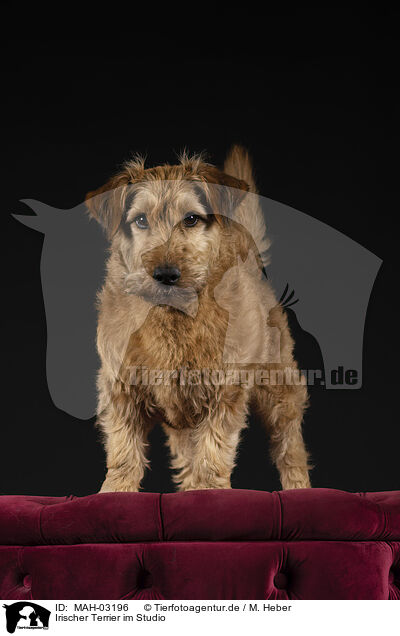 Irischer Terrier im Studio / MAH-03196