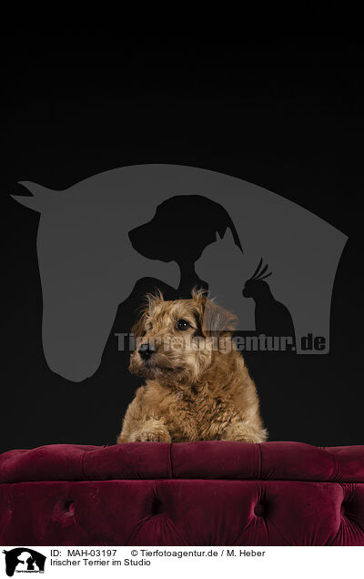 Irischer Terrier im Studio / MAH-03197