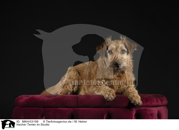 Irischer Terrier im Studio / MAH-03199
