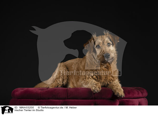 Irischer Terrier im Studio / MAH-03200