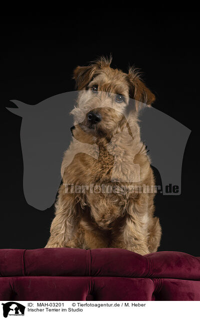 Irischer Terrier im Studio / MAH-03201