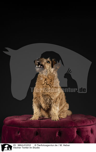 Irischer Terrier im Studio / MAH-03202