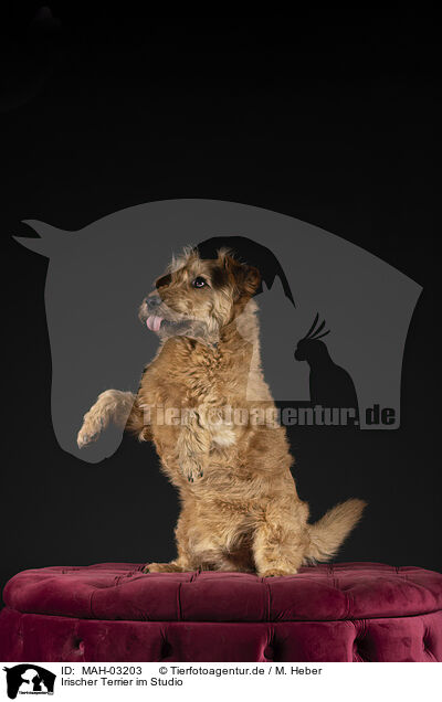 Irischer Terrier im Studio / Irish Terrier in studio / MAH-03203