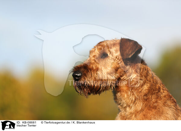 Irischer Terrier / KB-08681