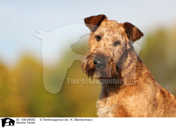 Irischer Terrier / KB-08682