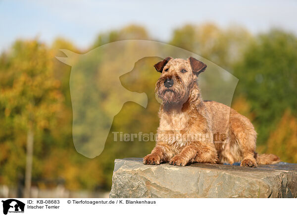 Irischer Terrier / Irish Terrier / KB-08683