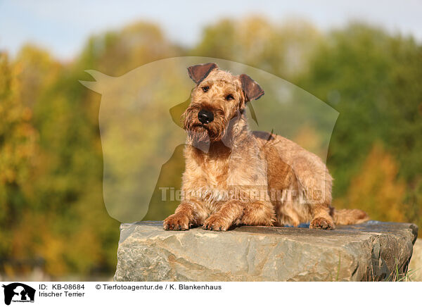Irischer Terrier / Irish Terrier / KB-08684