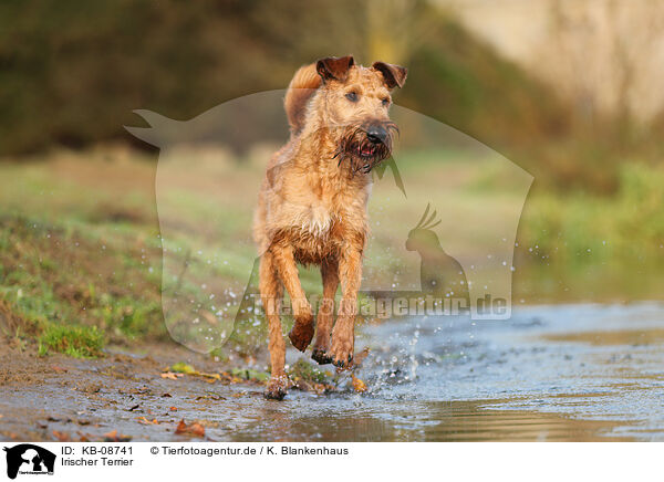 Irischer Terrier / Irish Terrier / KB-08741