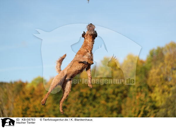 Irischer Terrier / Irish Terrier / KB-08763