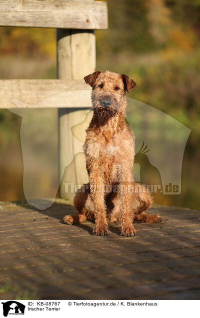 Irischer Terrier / Irish Terrier / KB-08767