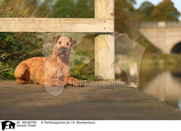 Irischer Terrier / Irish Terrier / KB-08769