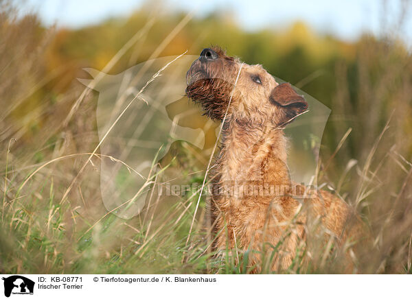 Irischer Terrier / KB-08771