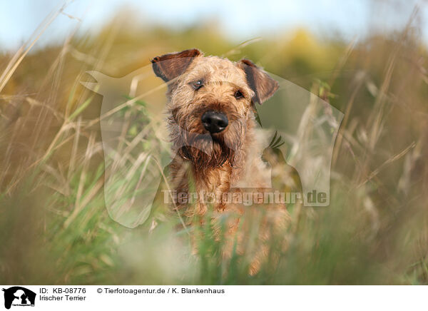 Irischer Terrier / KB-08776