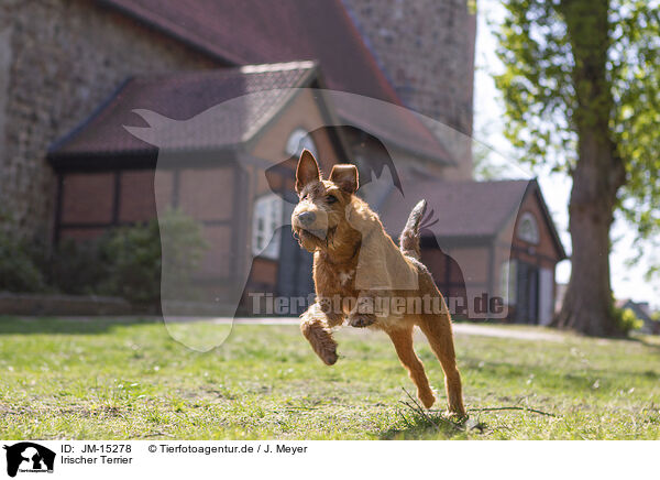 Irischer Terrier / JM-15278