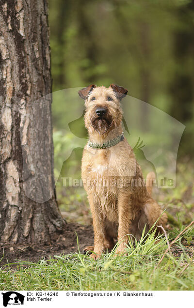 Irish Terrier / KB-14246