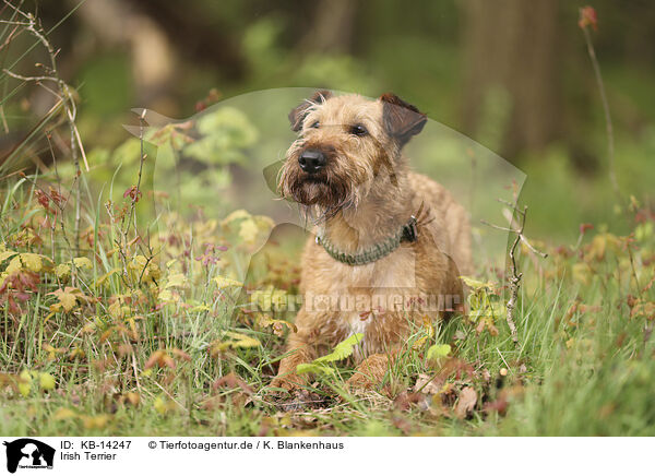 Irish Terrier / KB-14247