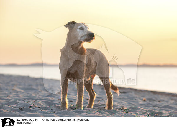 Irish Terrier / EHO-02524