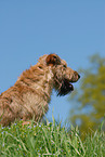 sitzender Irish Terrier