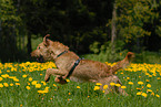 rennender Irish Terrier