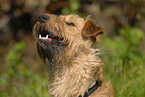 Irish Terrier Portrait