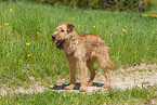 Irischer Terrier