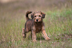 Irischer Terrier Welpe