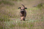 Irischer Terrier Welpe