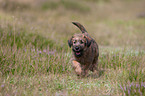 Irischer Terrier Welpe