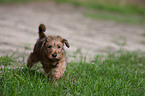 Irischer Terrier Welpe