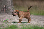 Irischer Terrier Welpe