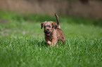 Irischer Terrier Welpe