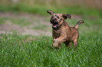 Irischer Terrier Welpe