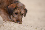 Irischer Terrier Welpe