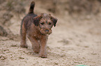 Irischer Terrier Welpe