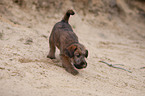 Irischer Terrier Welpe