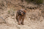 Irischer Terrier Welpe