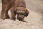 Irischer Terrier Welpe