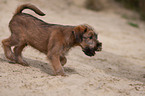 Irischer Terrier Welpe