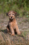 Irischer Terrier Welpe