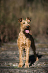 Irish Terrier