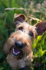 Irish Terrier Portrait