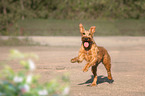rennender Irish Terrier