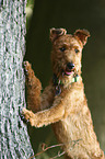 Irish Terrier am Baum